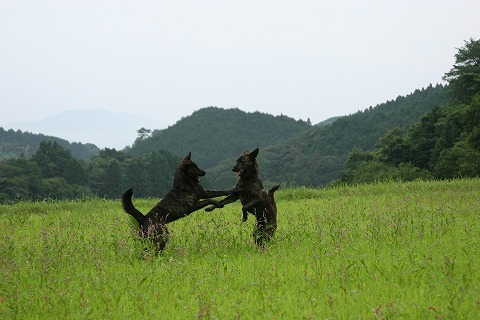 Img_19ec7e689b211f94936c2f5e91af6cb6