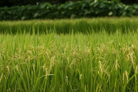 Img_2bc535d9281fed6ee52f491e3766f1d2