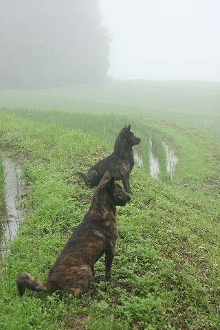 Img_a0bf388aeee0447dbcbd857d50cfcd6a