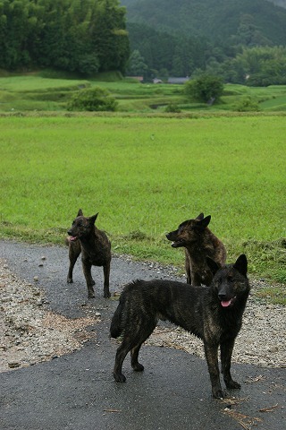 Img_cf85b91730bba038ddfe9802b7fd8304