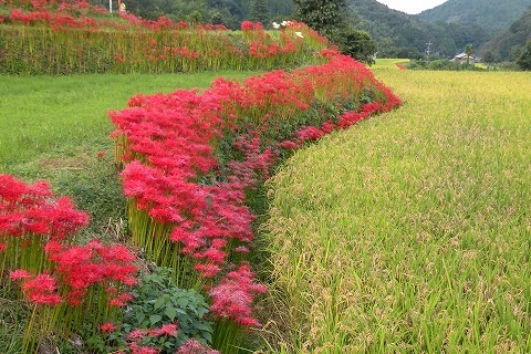 Img_13a57f622ac28a48ebd5079c5c199ea4