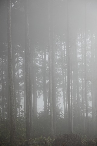 Img_274b978a9bc5bb3b68563782d8ef96ce