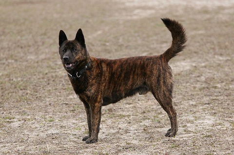 Img_2b528d7e6895ba238c5b54a4f8fe9baf