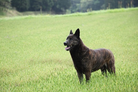 Img_68497ef01ec5a63429399bce12d764a1