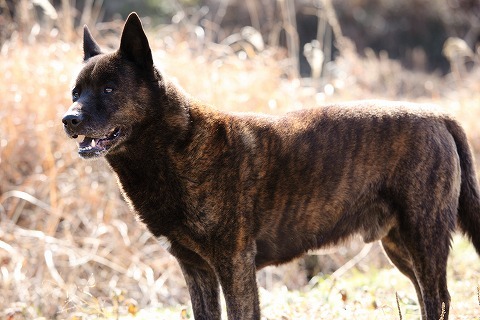 Img_99ad8cda11715ec304dc06c773204a1a