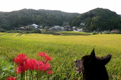 Img_9ab9899b5055ce80ca1f4f6d79bf7853