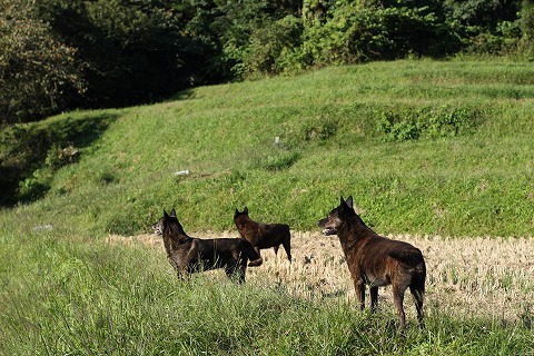 Img_d8a8029d72a4610cd9dc11b3fbc8d1ac