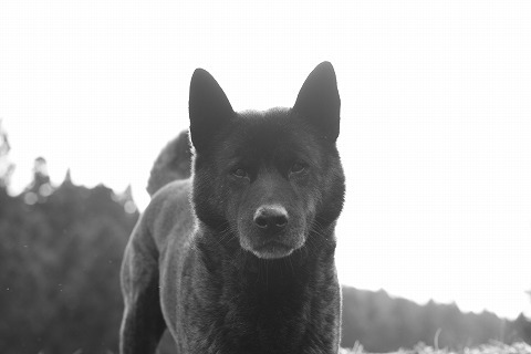 Img_fa3c3c8dff4005231677a4f98095c46b